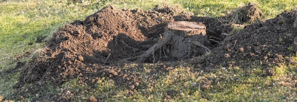 Ausgegrabener Baumstumpf mit Wurzeln im Rasen.